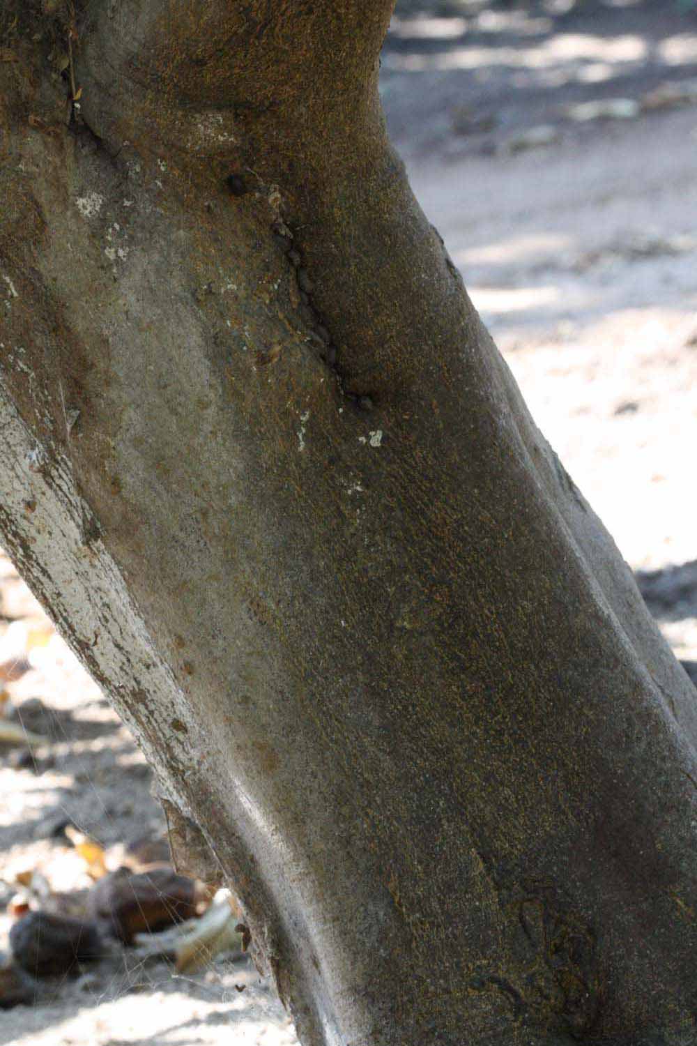            Bark (Riverside, CA)   